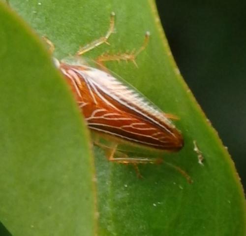 Chorisoneura albonervosa